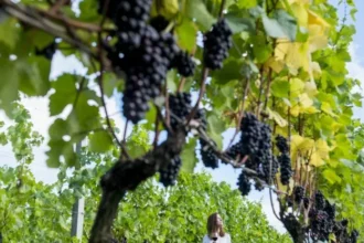 Vindima será incluída ao Programa Gramado Destino Inesquecível