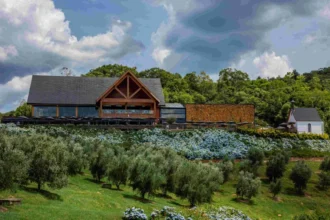 Olivas de Gramado presente da 2ª Olifeira, em Guaíba