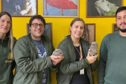 Corujas e gambás recebem cuidados na Secretaria de Meio Ambiente