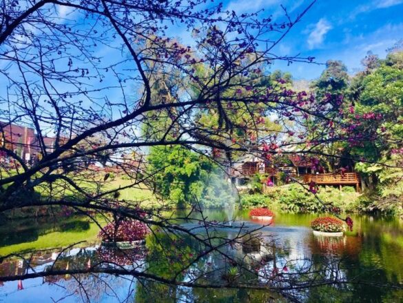 65281288_400491060561831_8662374116004724736_n